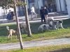 Urfa’da grup halinde dolaşan sokak köpekleri tehlike saçıyor!
