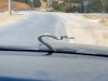 Urfa'da seyir halinde olan aracın ön camında yılan görüldü!