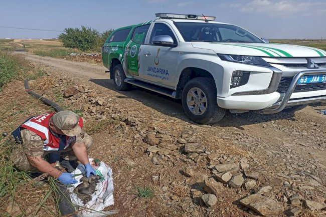 Hilvan’da jandarma ekipleri tarafından araziye atılmış vaziyette bulundu