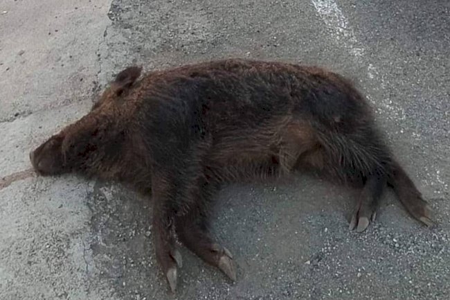 Urfa'da aracın çarptığı yaban domuzu telef oldu! 