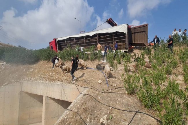Urfa'da TIR devrildi! Çok sayıda küçükbaş hayvan telef oldu