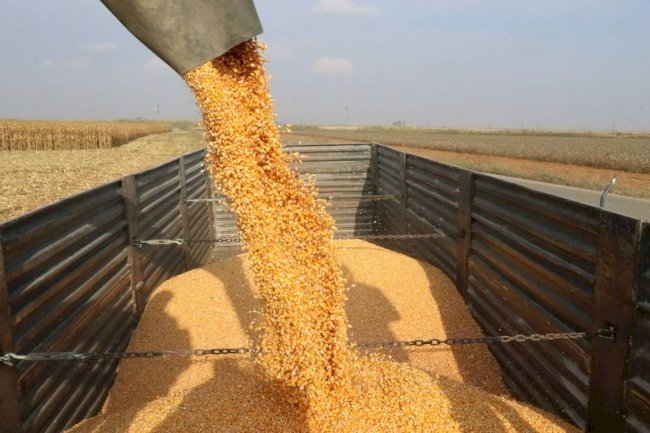 Büyükşehir'den mısır hasadı