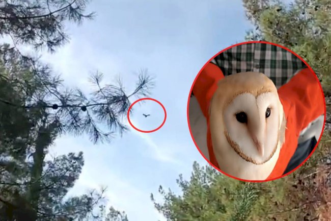 Doğada bitkin halde bulundular! 