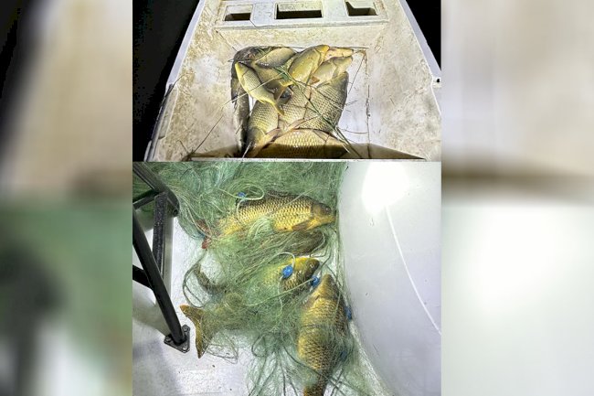 Şanlıurfa'da Kaçak Balık Avcıları Suçüstü Yakalandı!