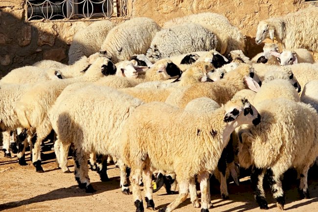 Satılamayan Kurbanlıklar, ESK Tarafından Satın Alınacak