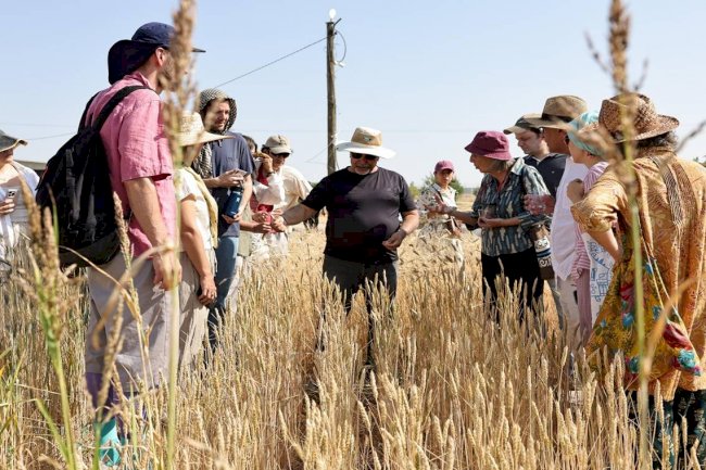 Şanlıurfa'da Uluslararası Buğday Hasadı Festivali Başladı