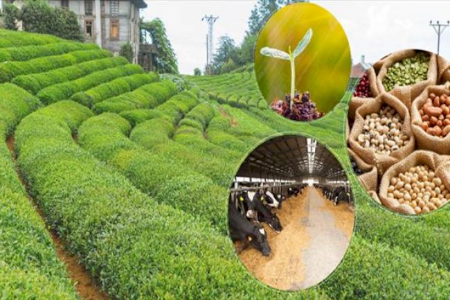 5.5 Milyar Liralık Destekleme Ödemesi Bugün Hesaplara Aktarılıyor