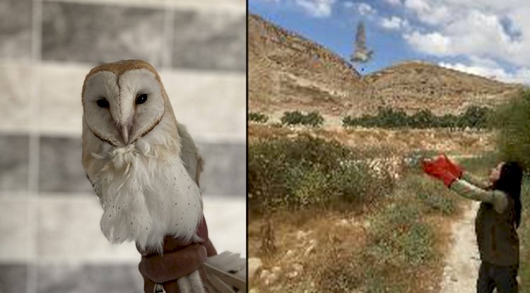 Urfa'da bitkin halde bulunan Peçeli Baykuş, doğaya salındı