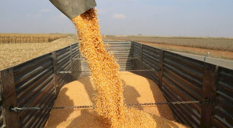 Büyükşehir'den mısır hasadı