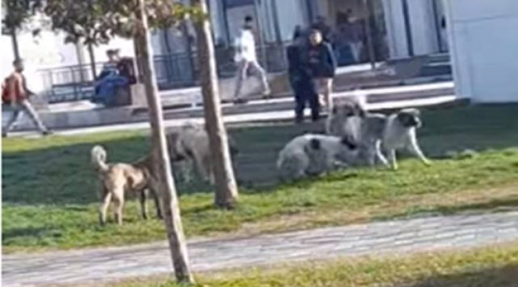 Urfa’da grup halinde dolaşan sokak köpekleri tehlike saçıyor!