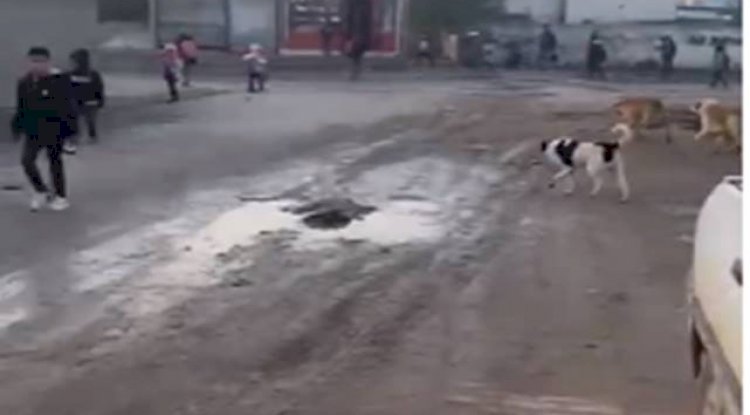 Akçakale'de küçük öğrenciler sokak köpeklerinin tehdidi altında
