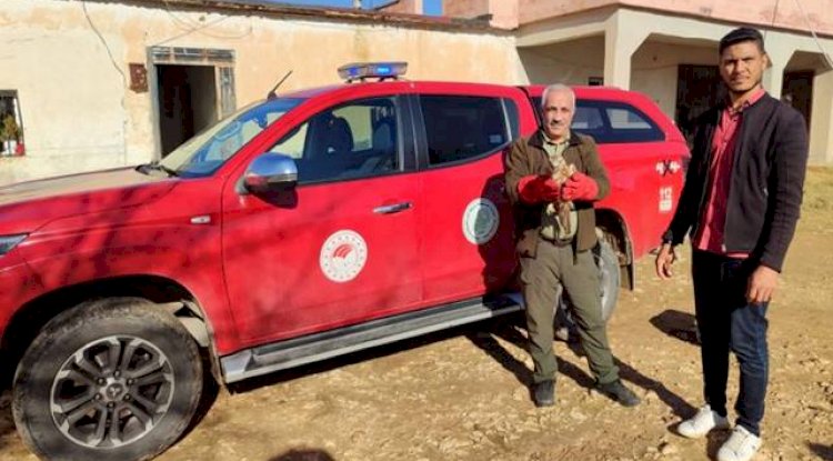 Urfa'da bitkin halde Kızıl Şahin bulundu!