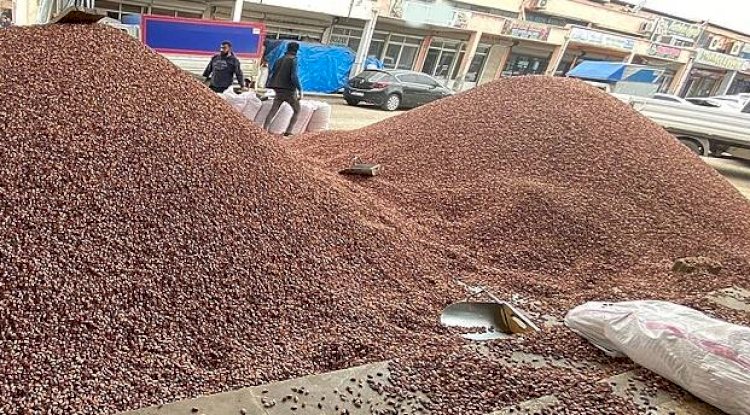 Fıstık fiyatlarında son durum: İşte yeni fiyatlar