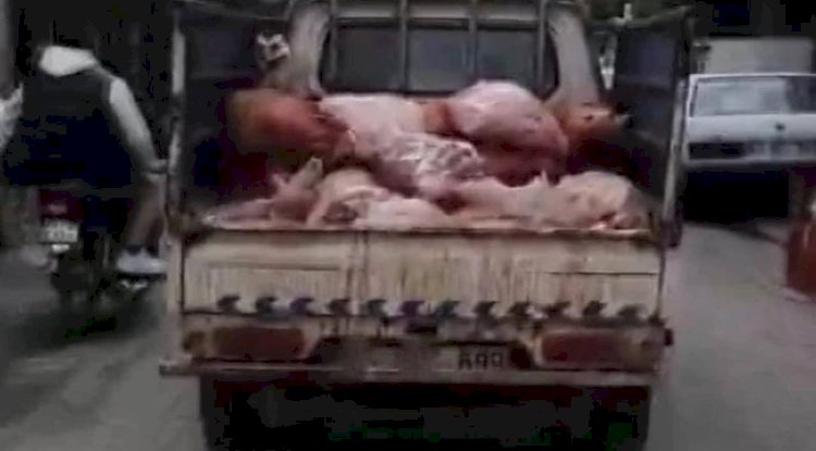 Urfa'da mide bulandıran olay, büyük tepki topladı! 