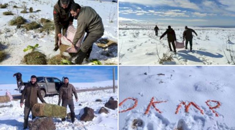Karacadağ'da yaban hayvanları için yemleme yapıldı