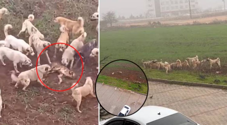 Urfa'da sokak köpekleri dehşet saçtı! Açlıktan başka köpeği parçaladılar 