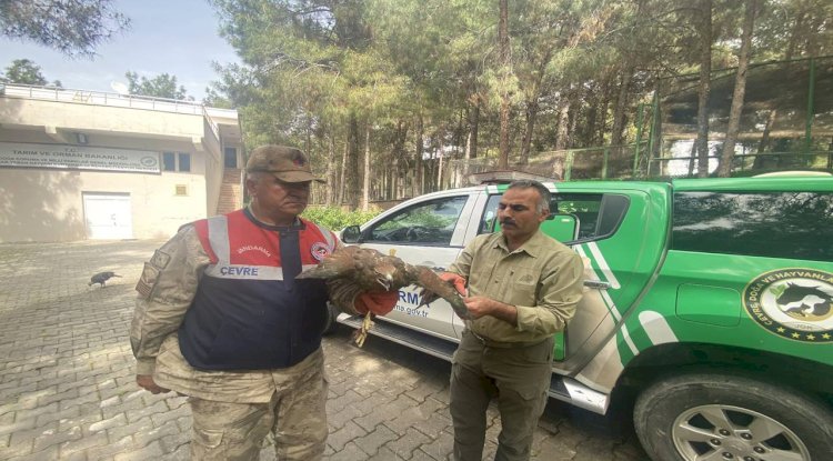 Kızıl şahini evinin ahırında saklayan şahıs gözaltına alındı!