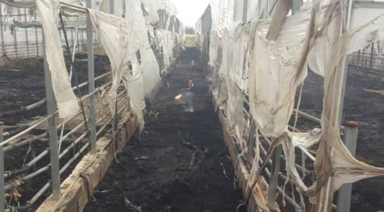 Viranşehir'de Seralar Yanarak Kül Oldu! 