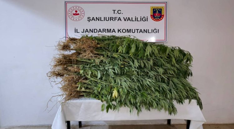 Evinin Bahçesini Kenevir Tarlasına Çeviren Şahıs Yakalandı! 