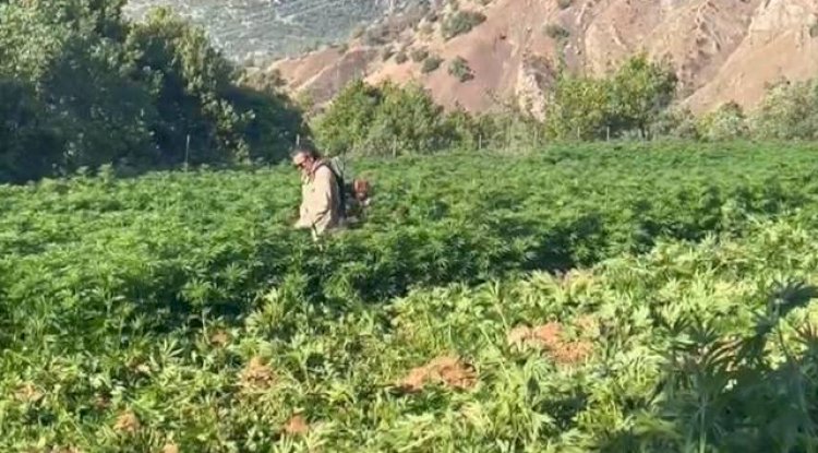 Zehir Tacirlerine Darbe! 40 Tutuklama