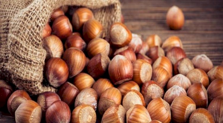 Kabuklu Fındık Alım Fiyatları Belirlendi!