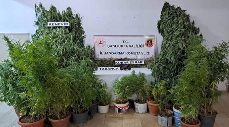 Şanlıurfa'da Saksılara Ekilmiş Halde Ele Geçirildi! 5 Gözaltı