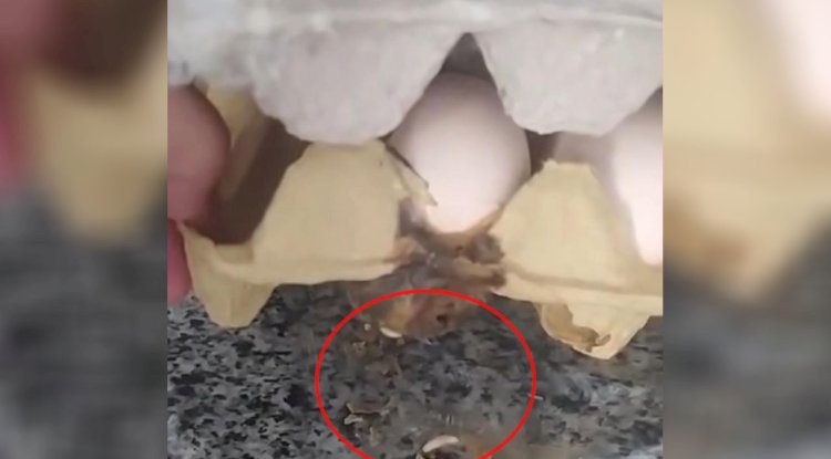 Şanlıurfa'da Mide Bulandıran Olay! 