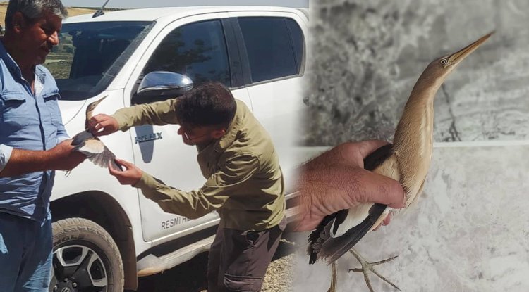 Nesli Tükenme Tehlikesi Altında! Urfa’da Yaralı Halde Bulundu 