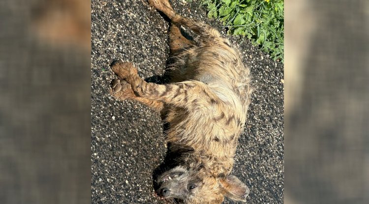 Urfa'da Nesli Tehlikede Olan Çizgili Sırtlan Ölü Bulundu