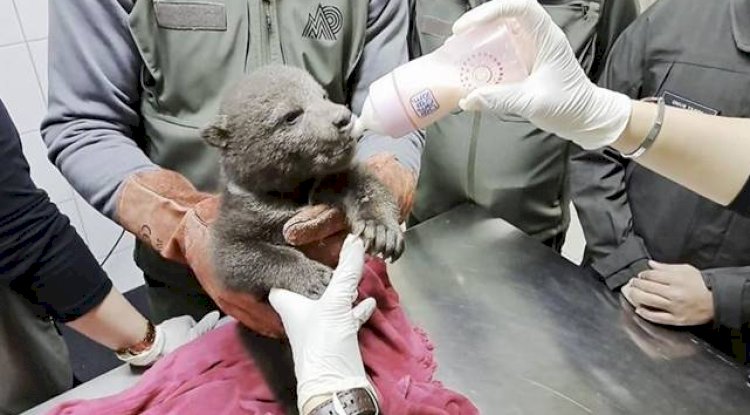 Orman İşçileri Tarafından Yavru Boz Ayı Bitkin Halde Bulundu 