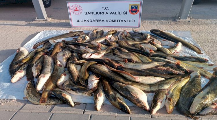 Hilvan'da Kaçak Balık Operasyonu: Yüklü Miktarda Av Ele Geçirildi