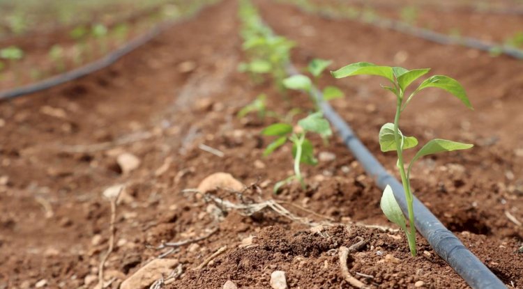 Şanlıurfa Büyükşehir Belediyesi, Ata Tohumlarını Toprakla Buluşturdu 