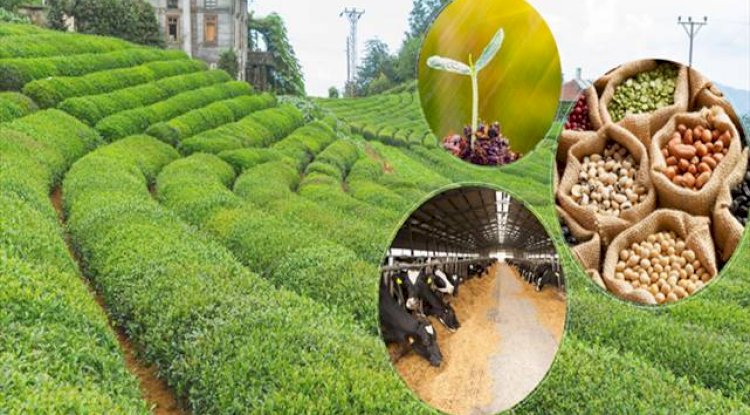 5.5 Milyar Liralık Destekleme Ödemesi Bugün Hesaplara Aktarılıyor