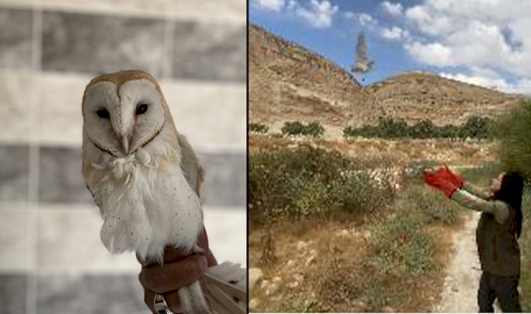 Urfa'da bitkin halde bulunan Peçeli Baykuş, doğaya salındı