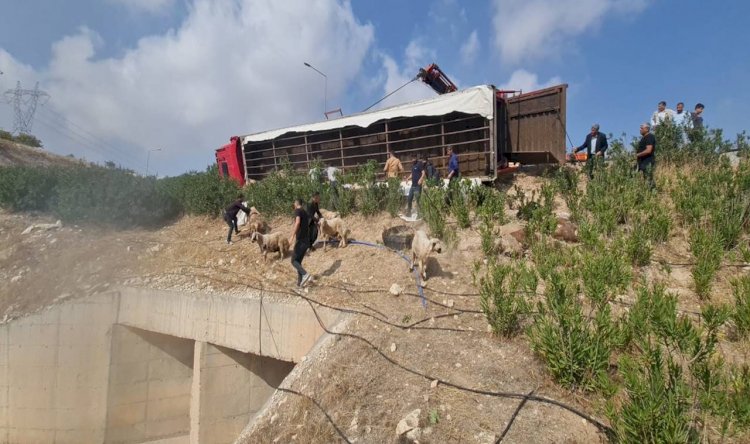 Urfa'da TIR devrildi! Çok sayıda küçükbaş hayvan telef oldu