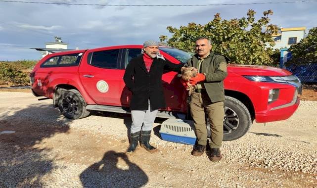 Urfa'da tedavisi yapılan Çakır, doğaya salındı