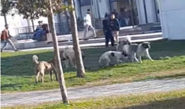 Urfa’da grup halinde dolaşan sokak köpekleri tehlike saçıyor!