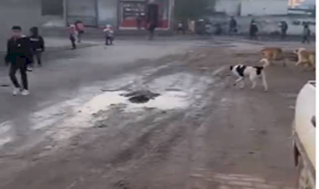 Akçakale'de küçük öğrenciler sokak köpeklerinin tehdidi altında