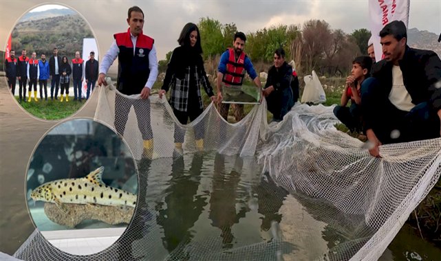 Dicle Nehri'nde leopar sazanı bulundu