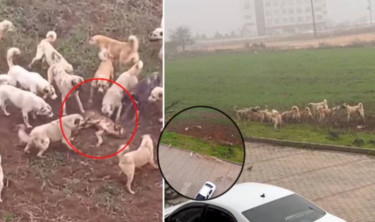 Urfa'da sokak köpekleri dehşet saçtı! Açlıktan başka köpeği parçaladılar 