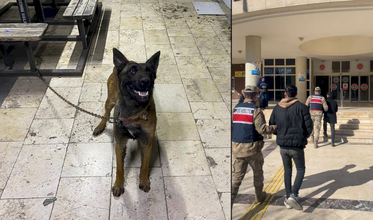 Urfa'da K-9 cinsi kurt köpeğini çalan hırsızlar yakalandı! 