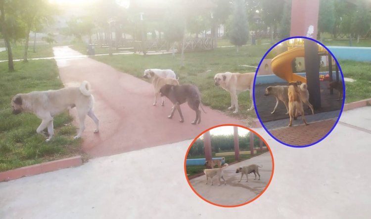 Şanlıurfa'da sokak köpekleri parkları istila etti