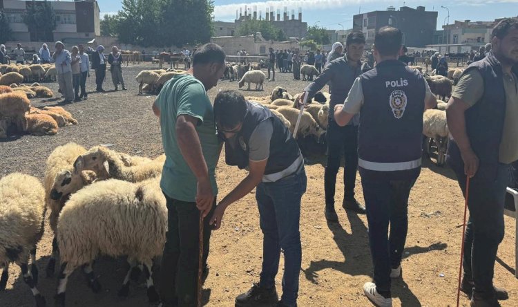 Urfa'da hayvan pazarında 337 şahıs sorgulandı!