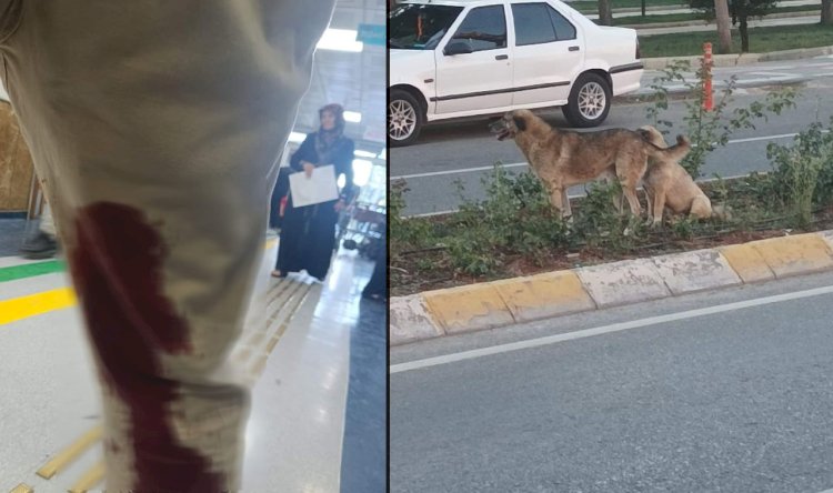 Urfa'da Bir Şahıs Sokak Köpekleri Tarafından Saldırıya Uğradı!