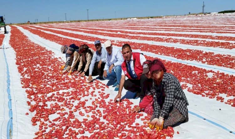 Urfa'da Kurutmalık Domates Üretimine Yoğun İlgi!