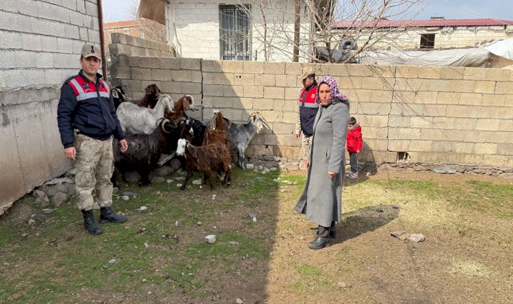 Şanlıurfa'da Operasyon: 51 Küçükbaş Hayvan Sahibine Teslim Edildi