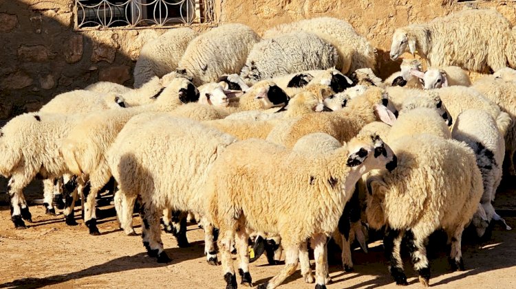 Satılamayan Kurbanlıklar, ESK Tarafından Satın Alınacak