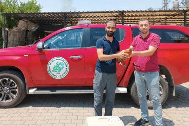 Hilvan'da Bitkin Halde Bulunan Angut Kuşu Tedavi Altına Alındı