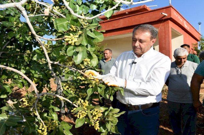 Vali Şıldak Erken Fıstık Hasadına Katıldı