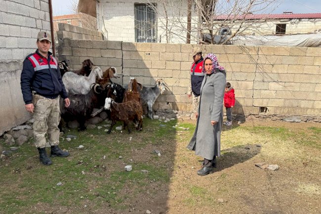 Şanlıurfa'da Operasyon: 51 Küçükbaş Hayvan Sahibine Teslim Edildi